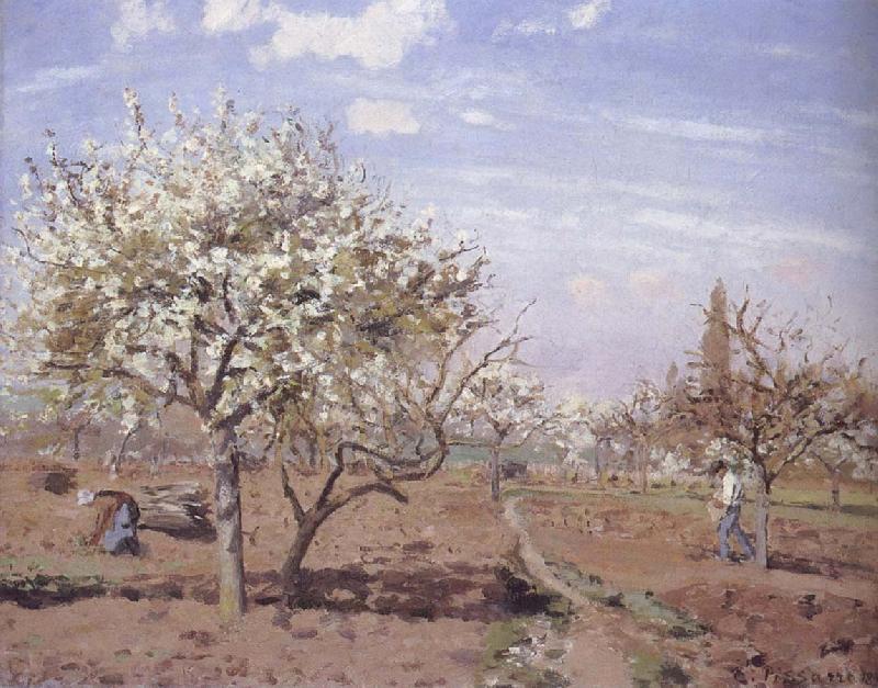 Camille Pissarro Flowering frukttradgard Louveciennes Sweden oil painting art
